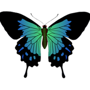 Butterfly Studio